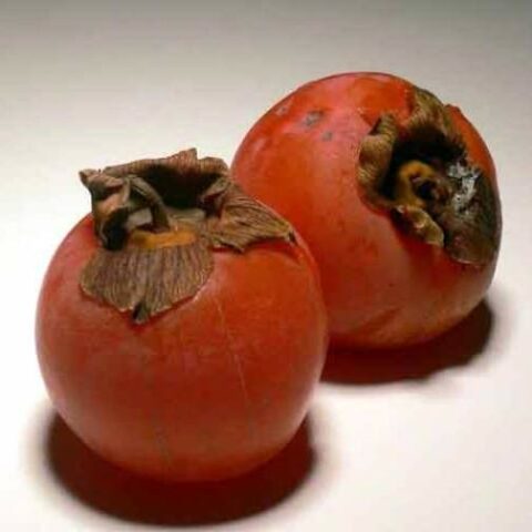 Kaki "Costata" (Caco) [Vaso 30cm]