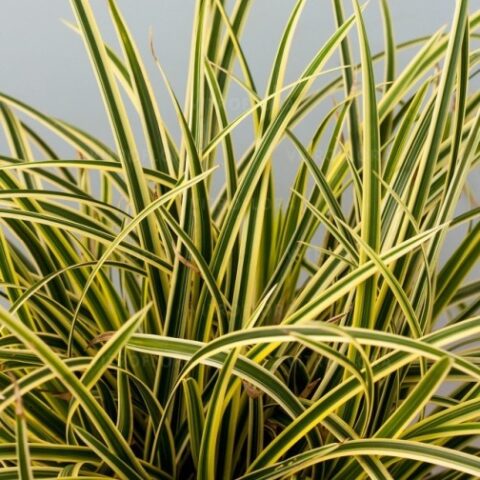 Carex foliosissima "Vanilla Ice" (Carice) [Vaso 17cm]