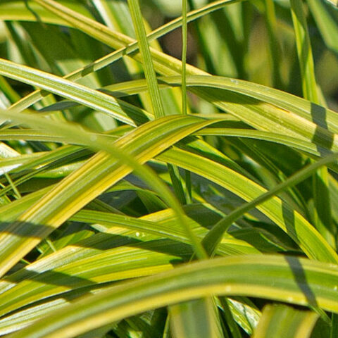 Carex oshimensis "Everlime" (Carice) [Vaso 17cm]