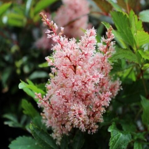 Astilbe x arendsii "Look at Me" [Vaso 17cm]