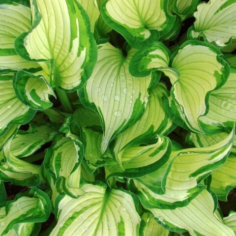 Hosta fortunei "Albopicta" [Vaso 11cm]