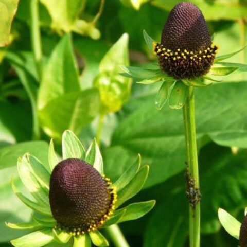 Rudbeckia occidentalis "Green Wizard" [Vaso 17cm]