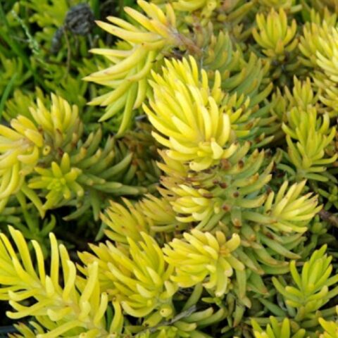 Sedum sediforme "Gold" [Vaso 12cm]