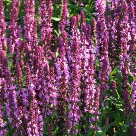 Salvia x superba "Rosenknigin" [Vaso 10cm]