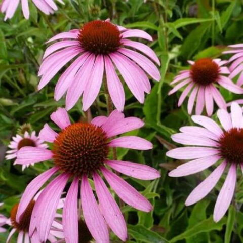 Echinacea purpurea "Baby Swan Pink" [Vaso 20cm]