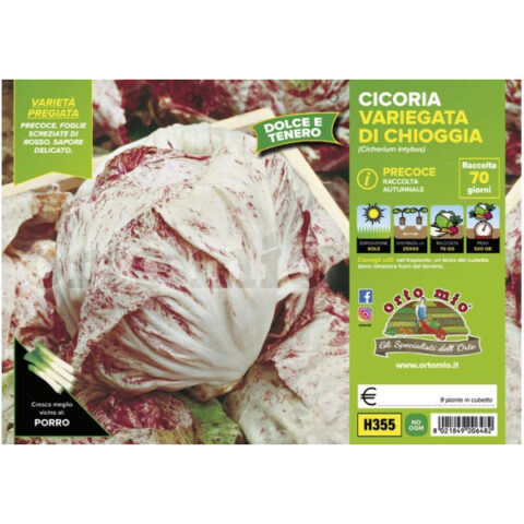 Cicoria e Radicchio variegatodi Chioggia precoce [1 Plateaux da 9]