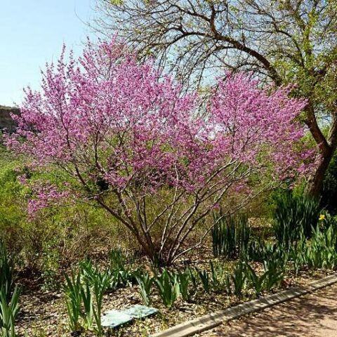 Cercis canadensis - cespuglio [H. 230 cm.]
