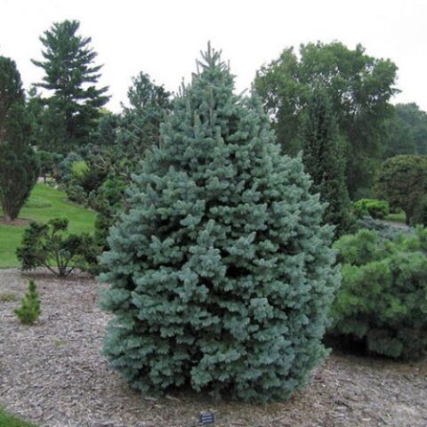 Abies pinsapo "Glauca" (Abete di Spagna argenteo) [H. 30-40 cm.]