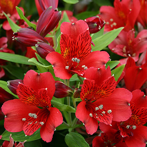 Alstroemeria "Inticancha Red" [Vaso 18cm]