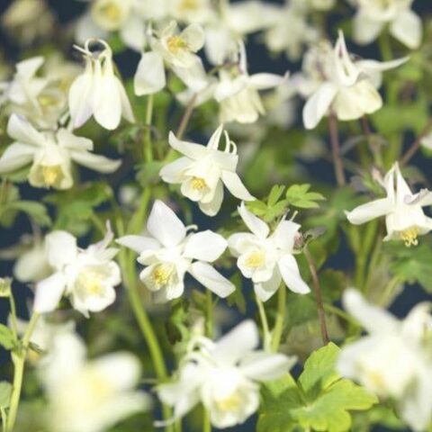 Aquilegia caerulea "Spring Magic White" [Vaso 14cm]