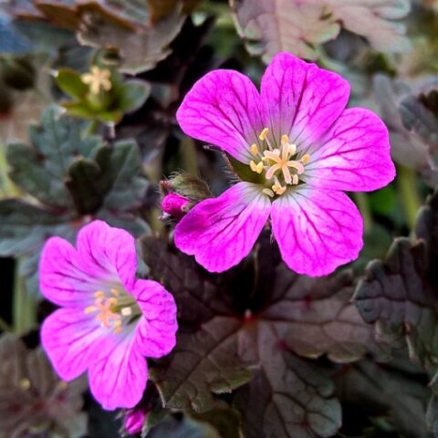 Geranium x hybridum "Orkney Cherry" [Vaso 14cm]