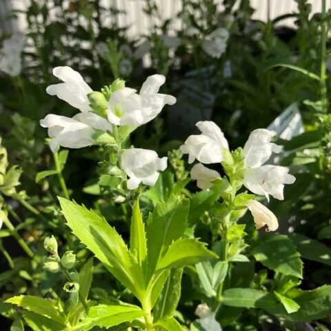 Physostegia virginiana "Crystal Peak White" [Vaso 14cm]