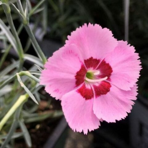 Dianthus plumarius "Dixie Red Rose Bicolor" [Vaso 14cm]