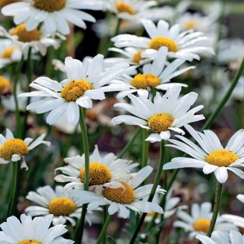 Leucanthemum maximum "Taurus" [Vaso 14cm]