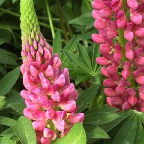 Lupinus polyphyllus "Pink Shades" (Lupino) [Vaso 18cm]