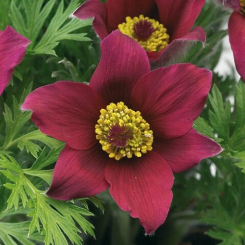 Pulsatilla vulgaris "Pulsar Red Shades" (Fiore di Pasqua) [Vaso 18cm]