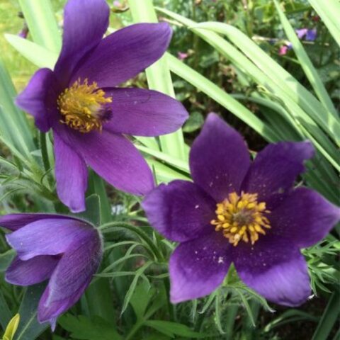 Pulsatilla vulgaris "Pulsar Violet Shades" (Fiore di Pasqua) [Vaso 14cm]