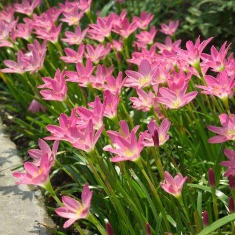 Zephyranthes rosea [Vaso 18cm]