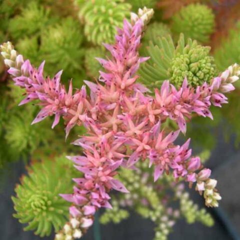 Sedum pulchellum "Sea Star" [Vaso 14cm]