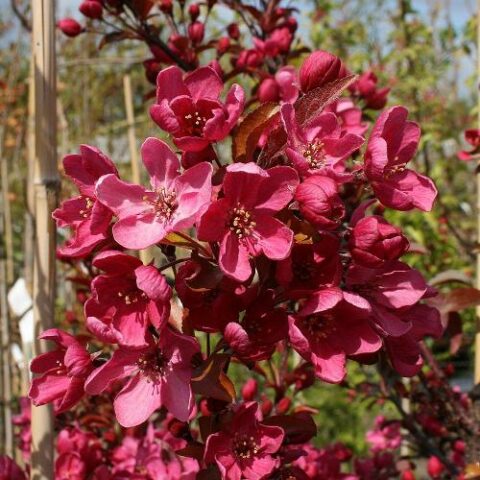 Malus "Scarlett" (Melo da fiore) [H. 180-200 cm.]