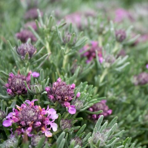 Teucrium majoricum "Purple Rubin" [Vaso 18cm]
