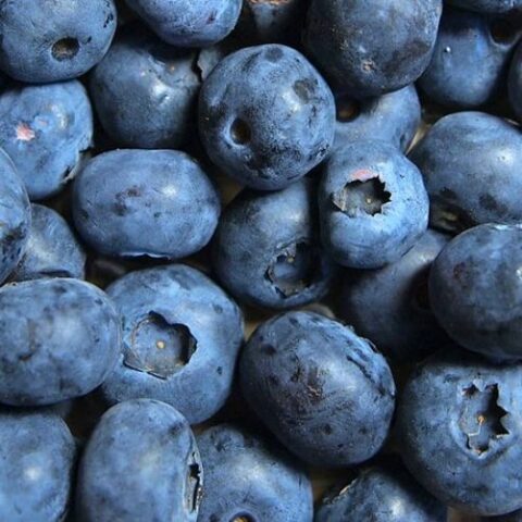 Mirtillo Americano "Brigitta Blue" - Medio (Vaccinium corymbosum) [Vaso 1,5 Litri]