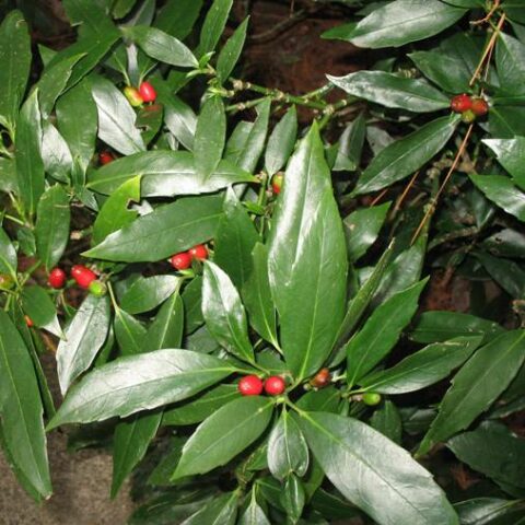 Aucuba japonica "Viridis" [Vaso 24cm]
