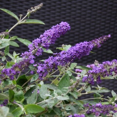 Buddleja davidii free petite "Blue Heaven" [Vaso 24cm]