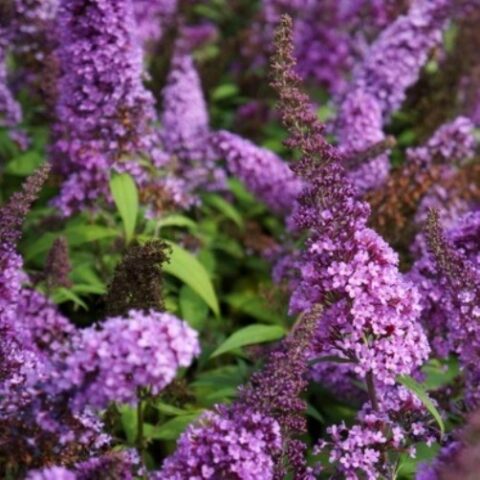Buddleja davidii "Peakeep" Peacock [Vaso 24cm]