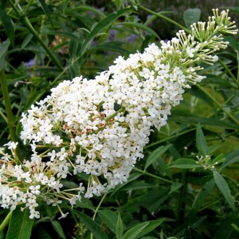 Buddleja davidii free petite "Snow White" [Vaso 24cm]