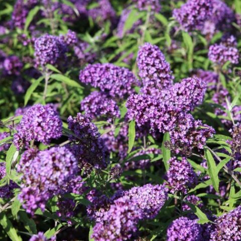 Buddleja davidii purple emperor "Pyrkeep" [Vaso 24cm]