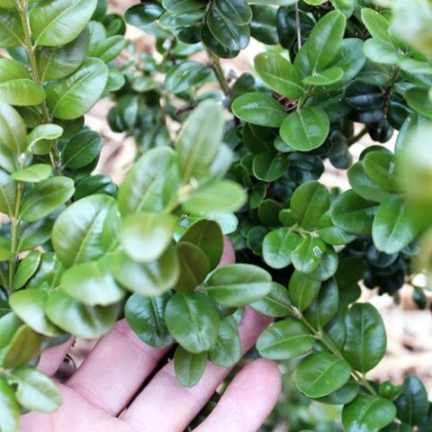 Buxus rotundifolia (Bosso) [Vaso 17cm]