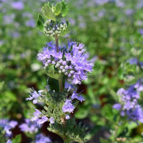 Caryopteris x clandonensis "Blue Fountain" [Vaso 17cm]
