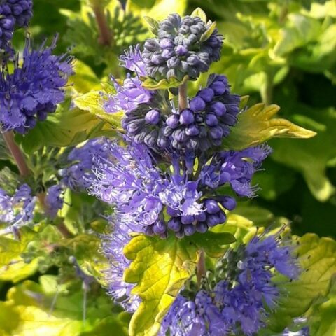 Caryopteris x clandonensis "Good as Gold" [Vaso 18cm]