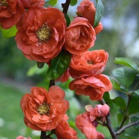 Chaenomeles speciosa "Mango Storm" [Vaso 18cm]