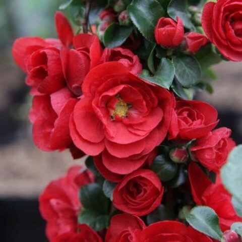 Chaenomeles speciosa "Scarlet Storm" [Vaso 23cm]