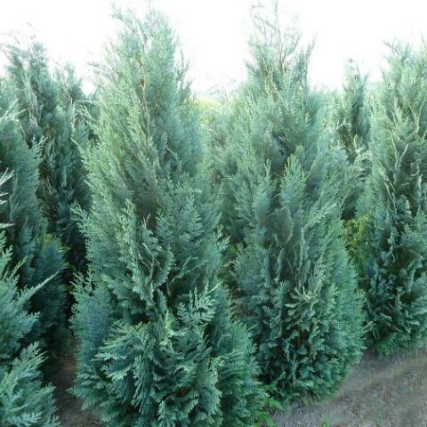Chamaecyparis lawsoniana "Columnaris Glauca" [Vaso 24cm]