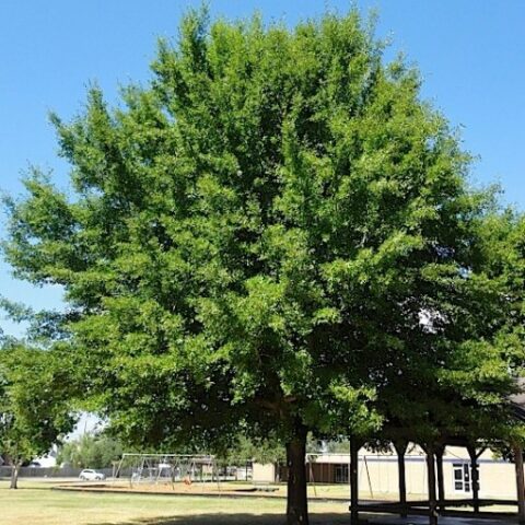 Quercus nigra "Thierry" (Quercia) [H. 120 cm.]