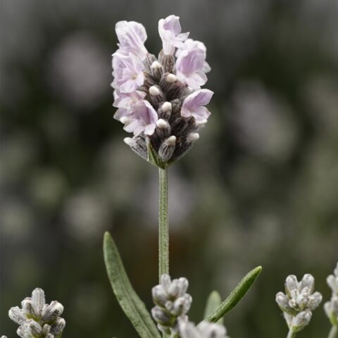 Lavandula angustifolia "Blue Scent White" (Lavanda) [Vaso 14cm]