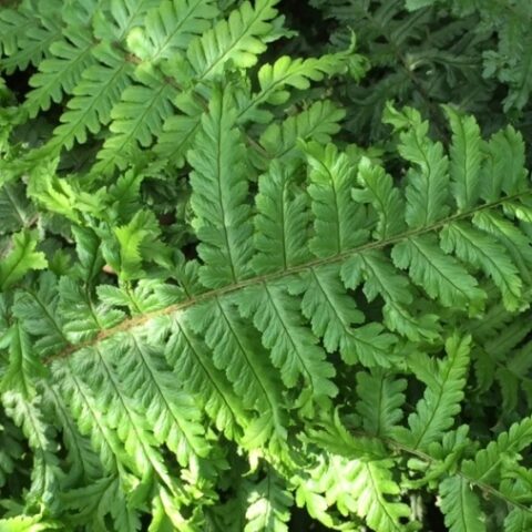 Dryopteris affinis "Crispa" [Vaso 14cm]