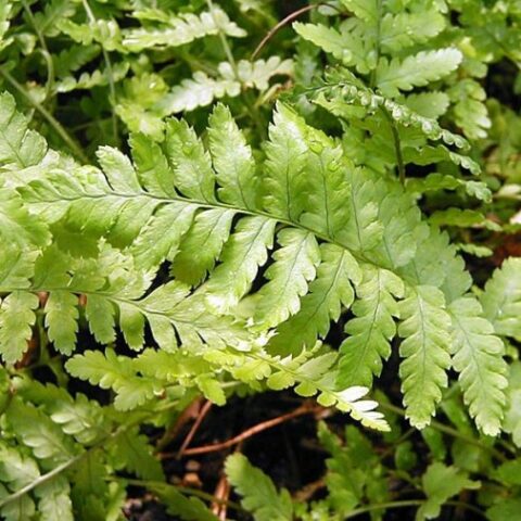 Dryopteris filix-mas "Mexica" [Vaso 14cm]
