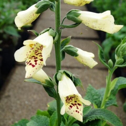 Digitalis purpurea "Castor Cream" [Vaso 18cm]