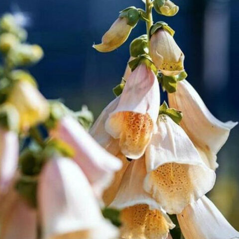 Digitalis purpurea "Castor Peach" [Vaso 18cm]