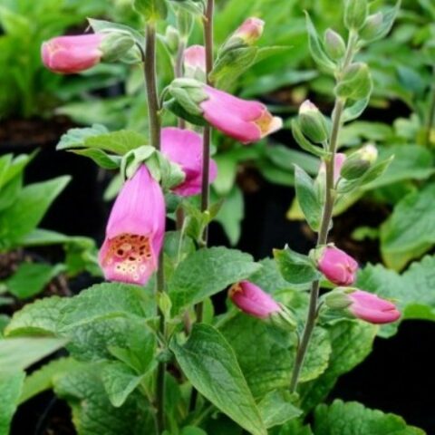 Digitalis purpurea "Castor Rose" [Vaso 18cm]