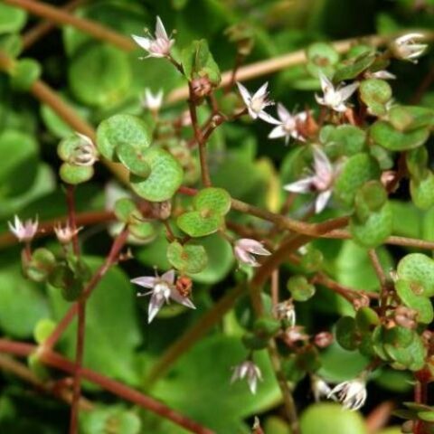 Crassula multicava Lem. [Vaso 10,5cm]