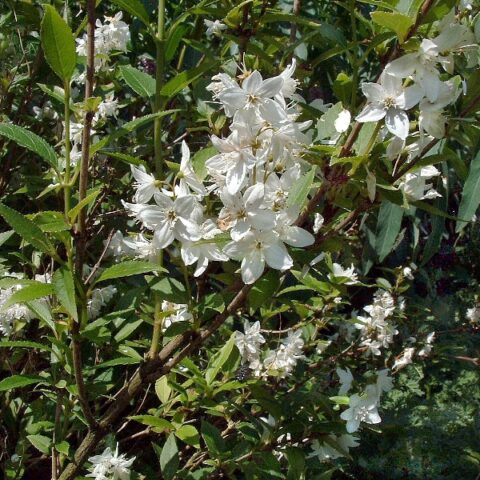 Deutzia nana gracilis [Vaso 17cm]