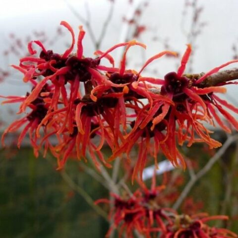 Hamamelis x intermedia "Feuerzauber" [Vaso 20cm]