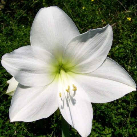 Amaryllis atlantica [Vaso 14cm]