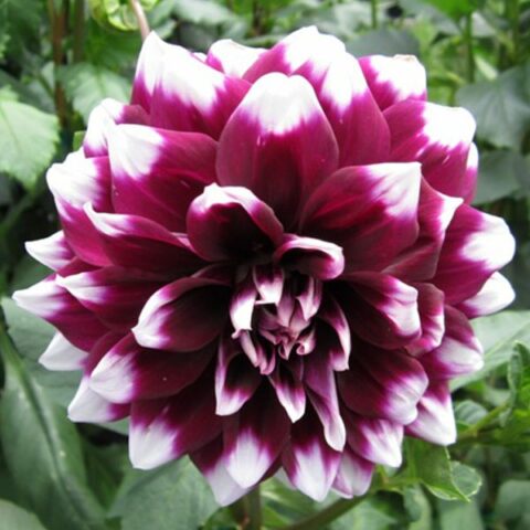 Dahlia Mistery Day - Dalia (1 BULBO)