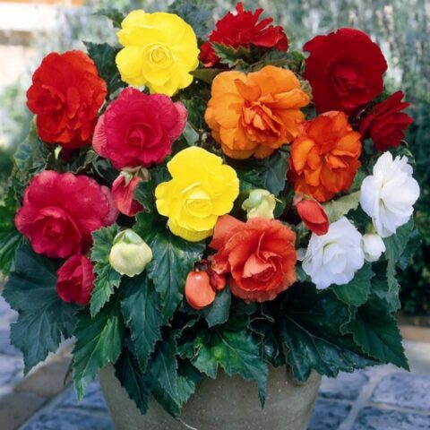 Begonia Double Mixed (3 BULBI)